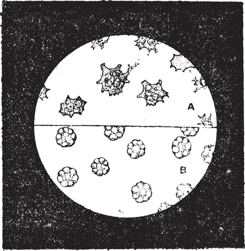 higo. 6. una. incoloro células de el mejillón. b. sangre células de babosa, Clásico grabado. vector
