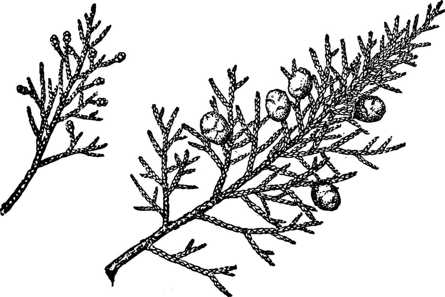 Branch of Utah Juniper vintage illustration. vector