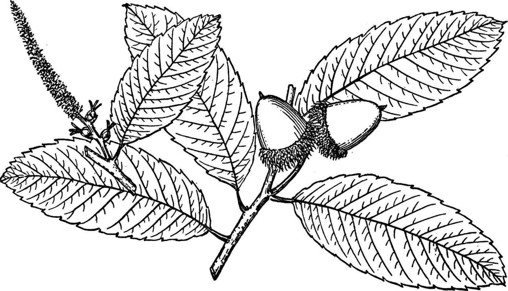 Branch of Pasania Densiflora vintage illustration. vector