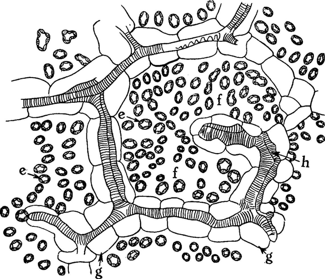 Intercellular Spaces of Leaf vintage illustration. vector