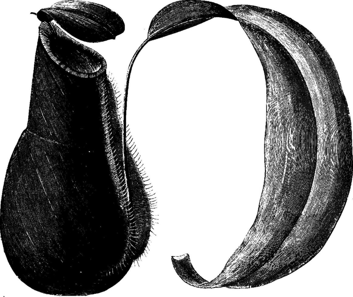 hoja y lanzador de nepenthes Madagascariensis Clásico ilustración. vector