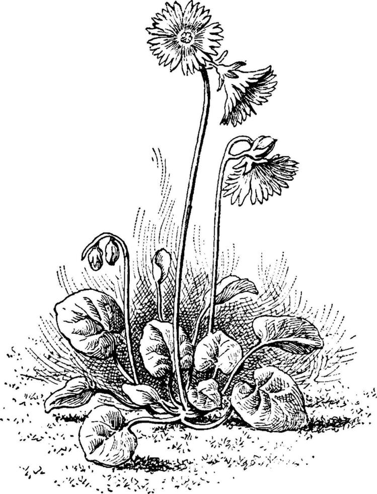 Soldanella Alpina vintage illustration. vector