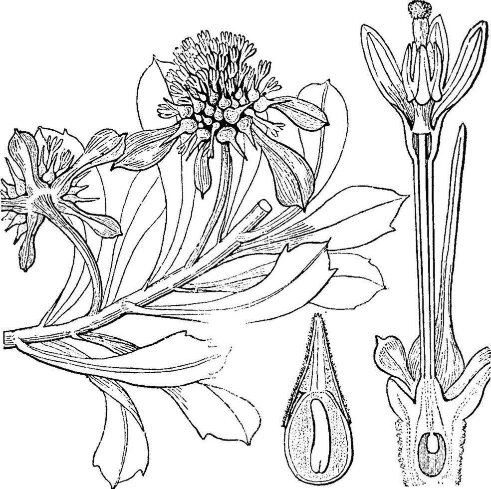 Acicarpha vintage illustration. vector