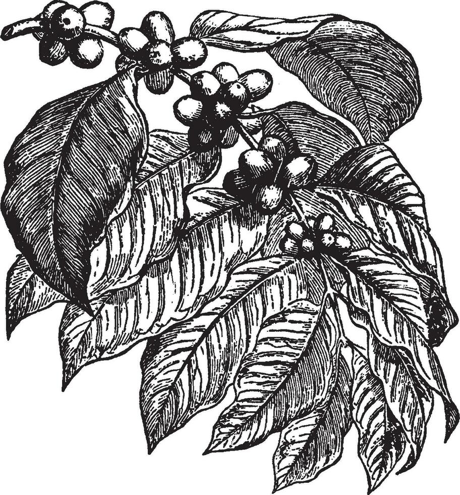 Caffine, coffee, berry, plant, fruit, leaves vintage illustration. vector