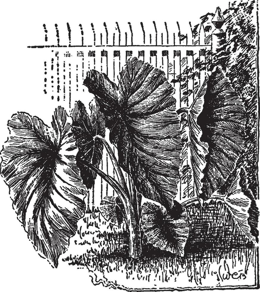 Colocasia Antiquorum Esculenta vintage illustration. vector