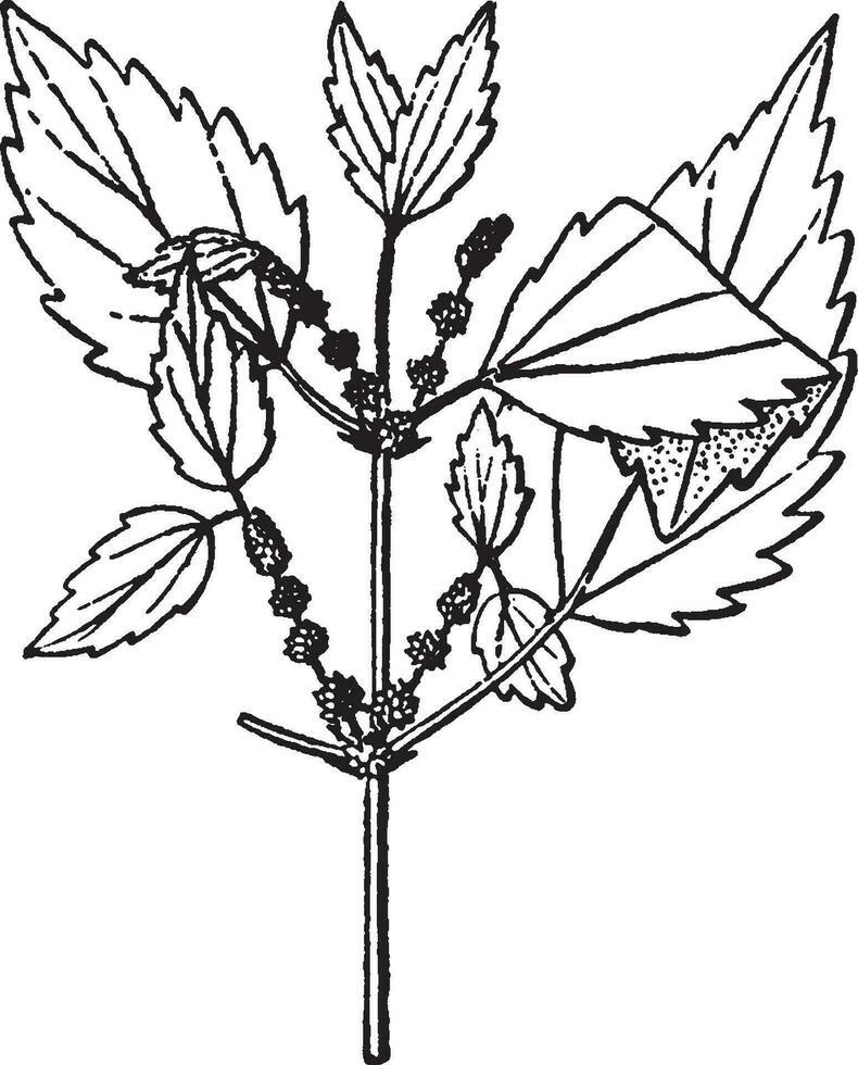 botánico, hoja, planta, hojas, arbusto Clásico ilustración. vector