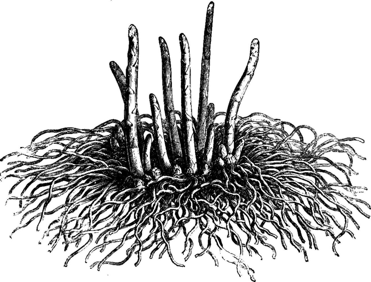 Asparagus Crown for Lifting vintage illustration. vector
