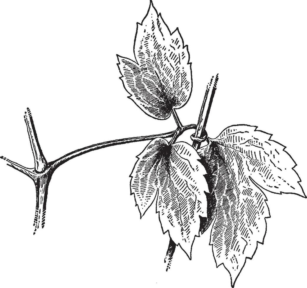 Clematis Virginiana vintage illustration. vector