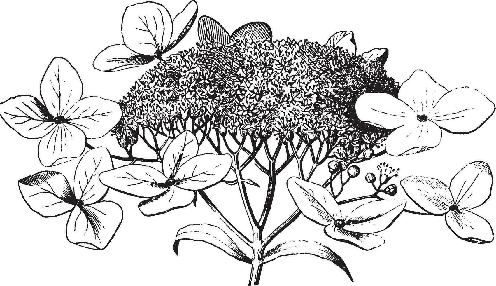 Hydrangea vintage illustration. vector