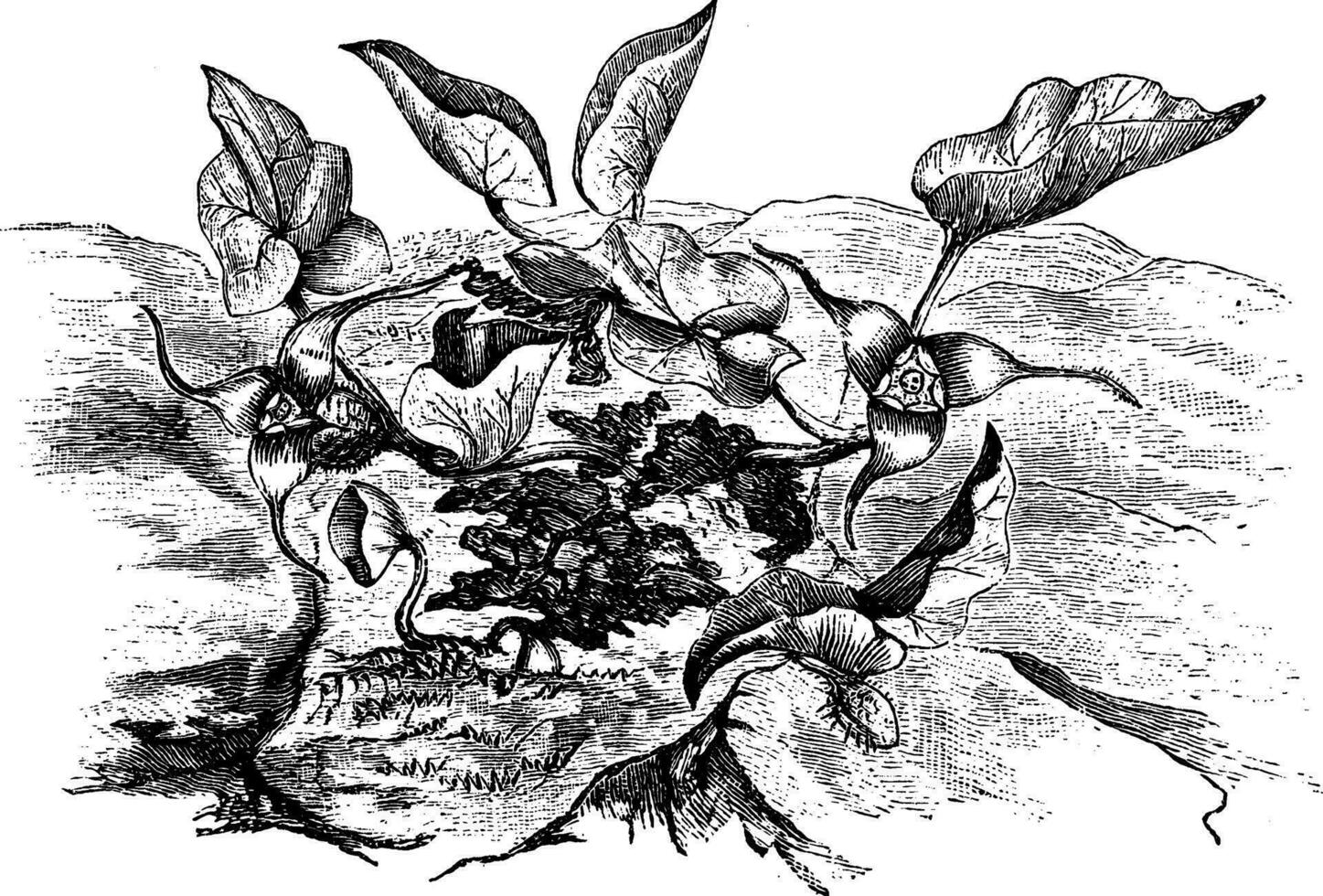Asarum caudatum Clásico ilustración. vector