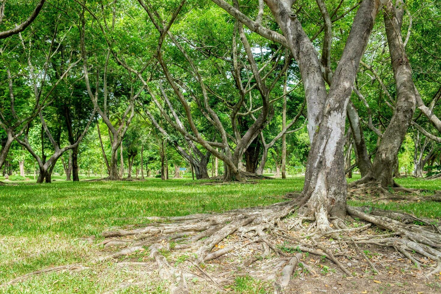 Mangrove root forest shady photo