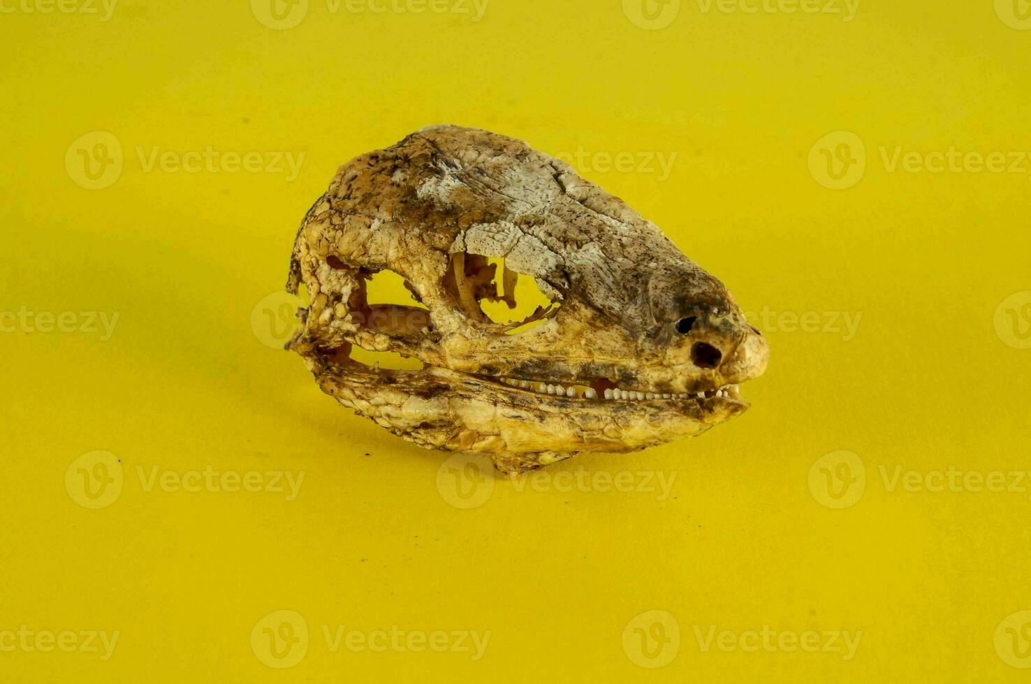 a skull on a yellow background photo