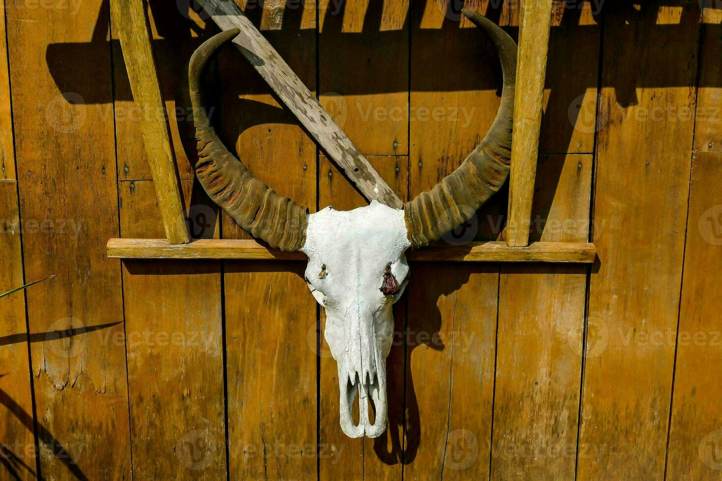 a goat skull mounted on a wooden wall photo