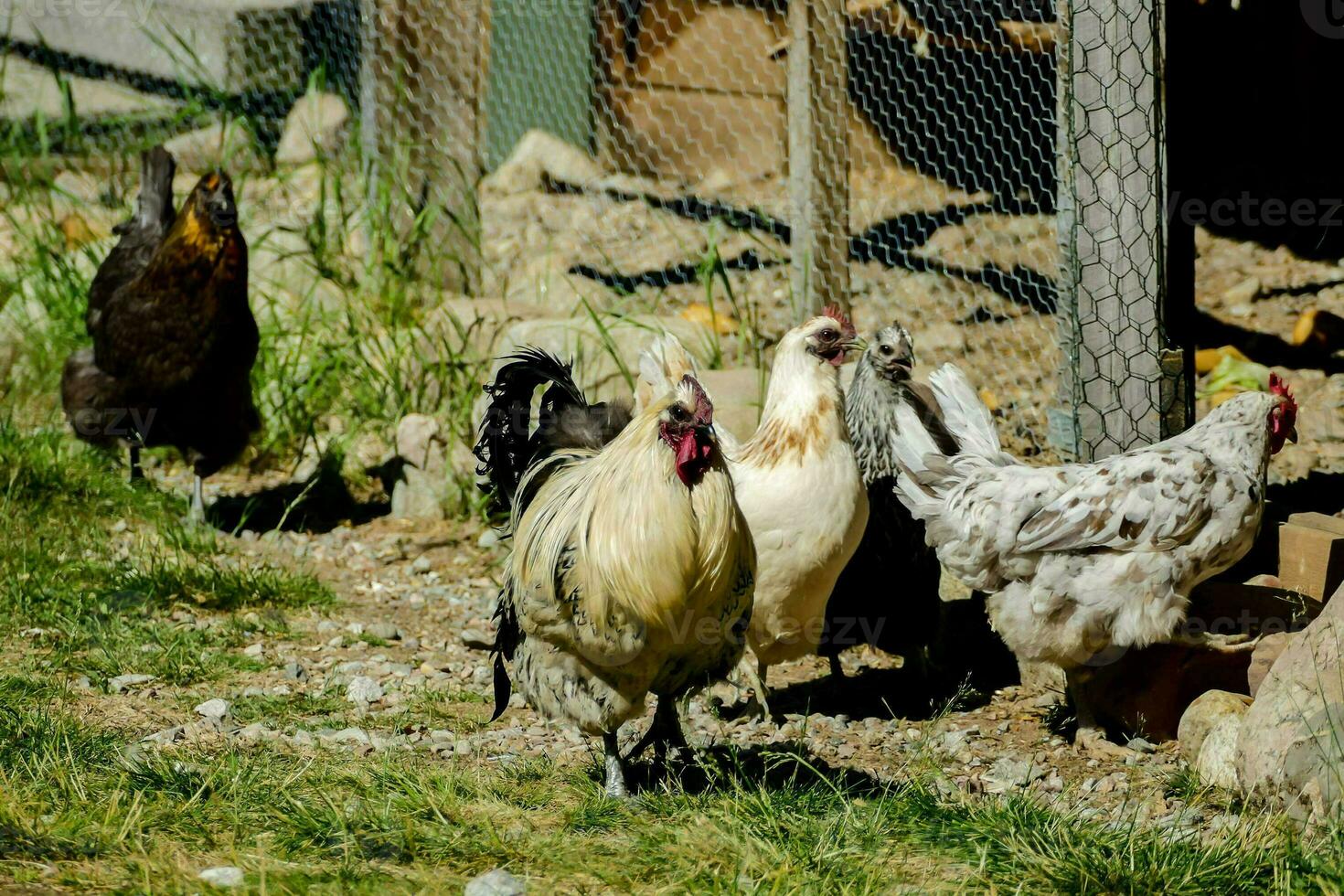 pollos en un bolígrafo a un granja foto