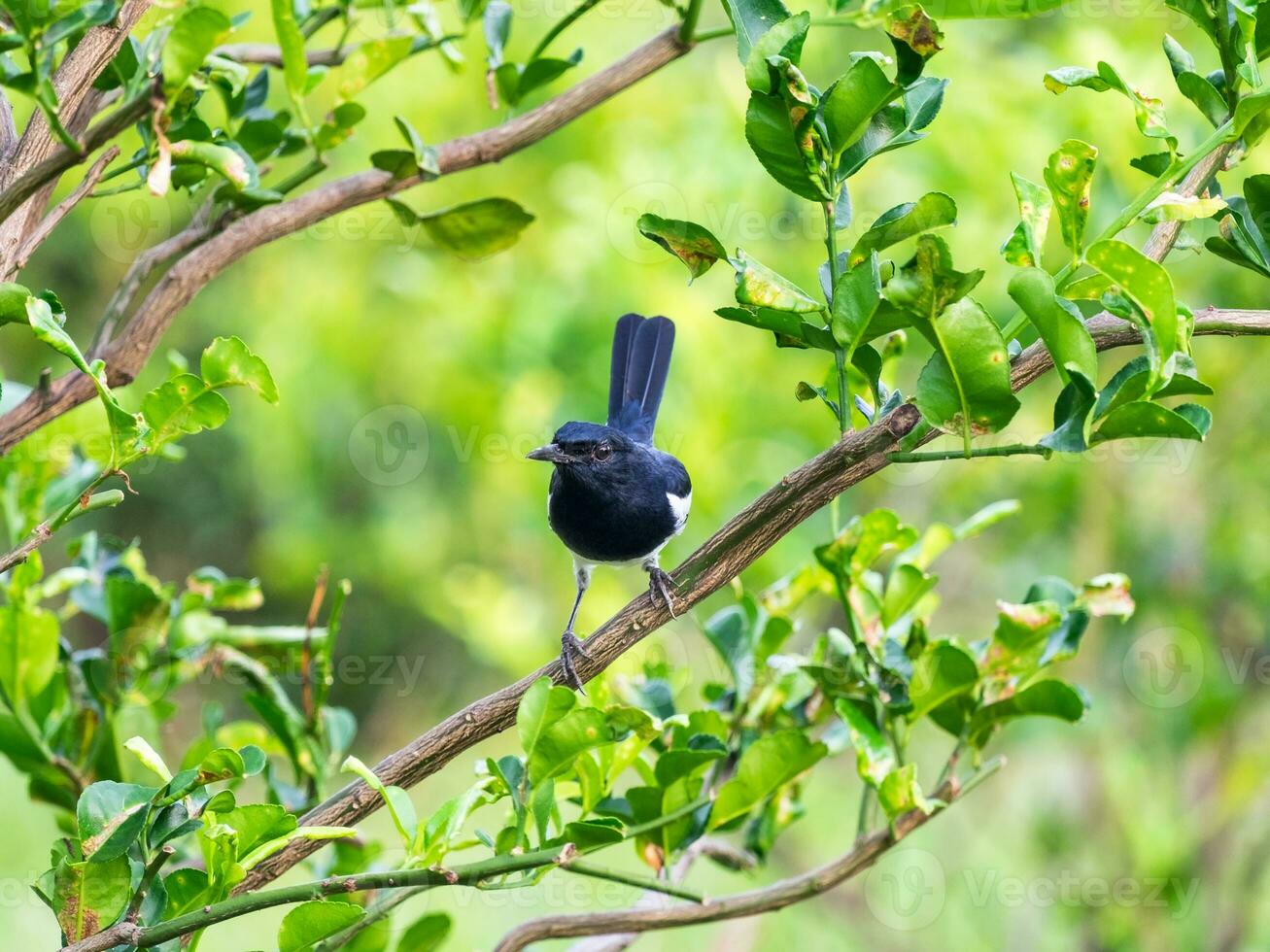 Oriental magpie robin,Copsychus saularis,bird hold on branch photo