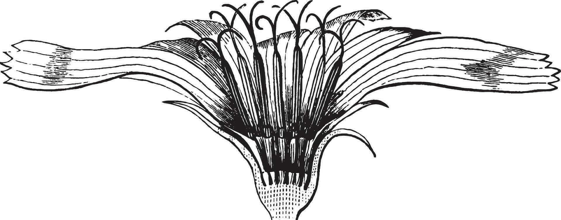 Chickory, Flower, divided, longitudinally, enlarged vintage illustration. vector
