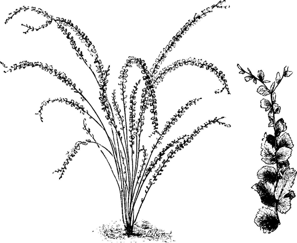 Nephrolepis Duffii vintage illustration. vector