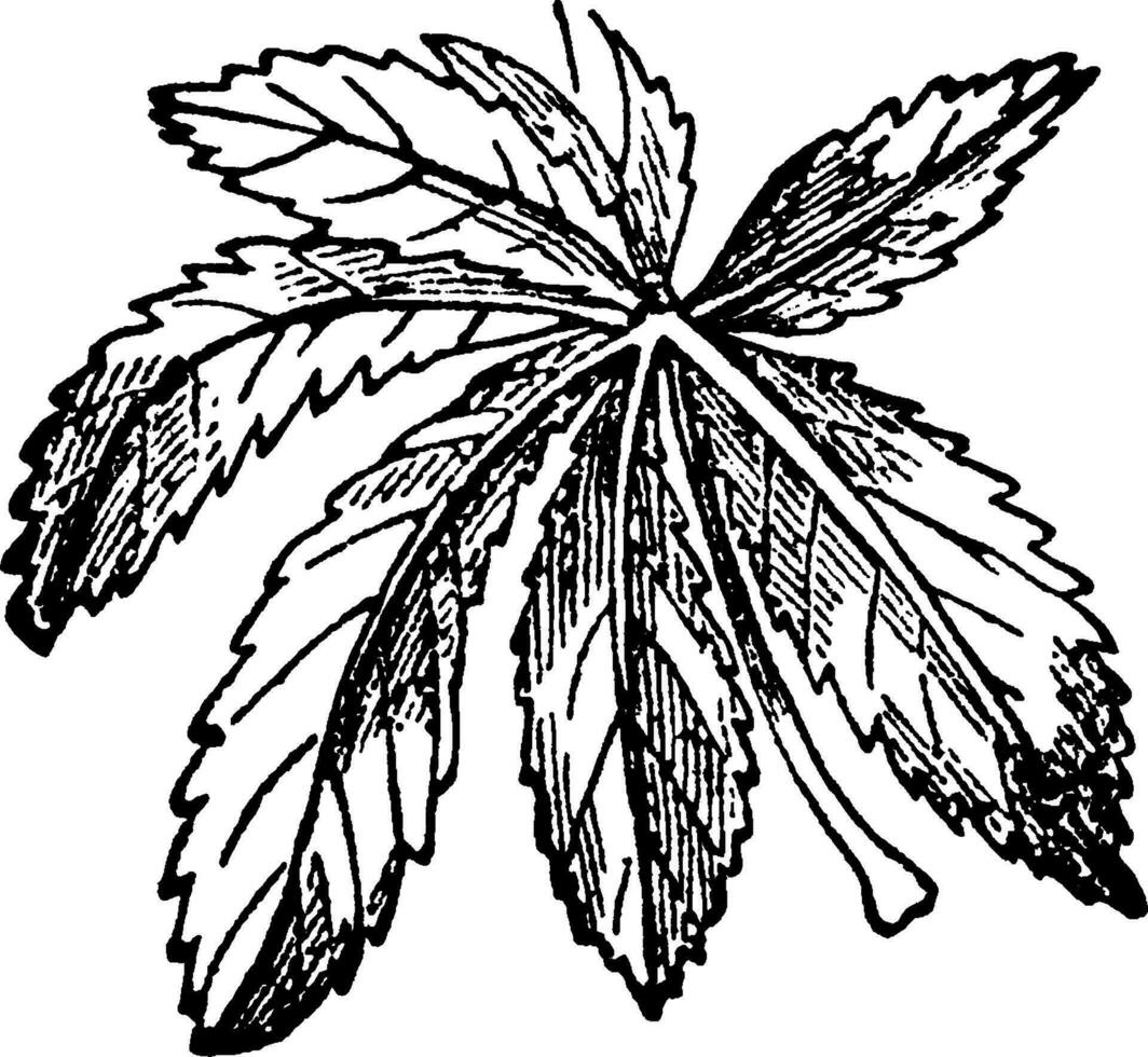 Digitate Leaf vintage illustration. vector
