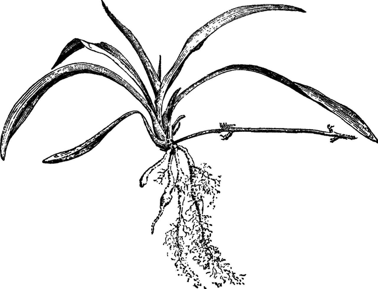 Stolon of Anthericum Liliago vintage illustration. vector