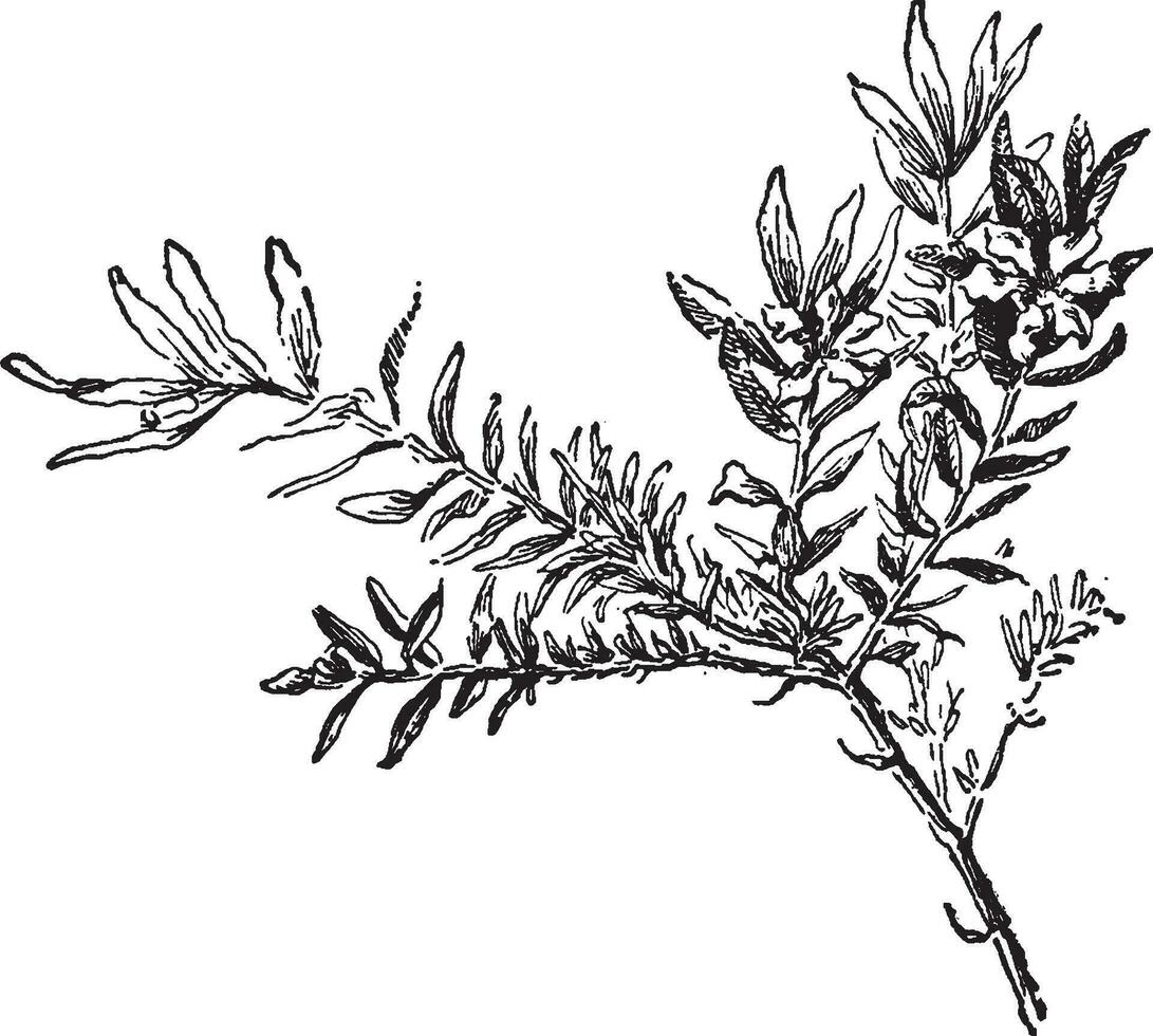 Cuphea Hyssopifolia vintage illustration. vector