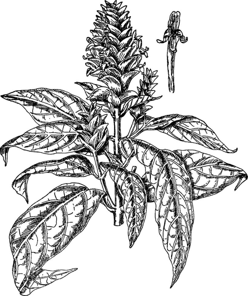 Leopoldii Variety of Aphelandra Squarrosa vintage illustration. vector