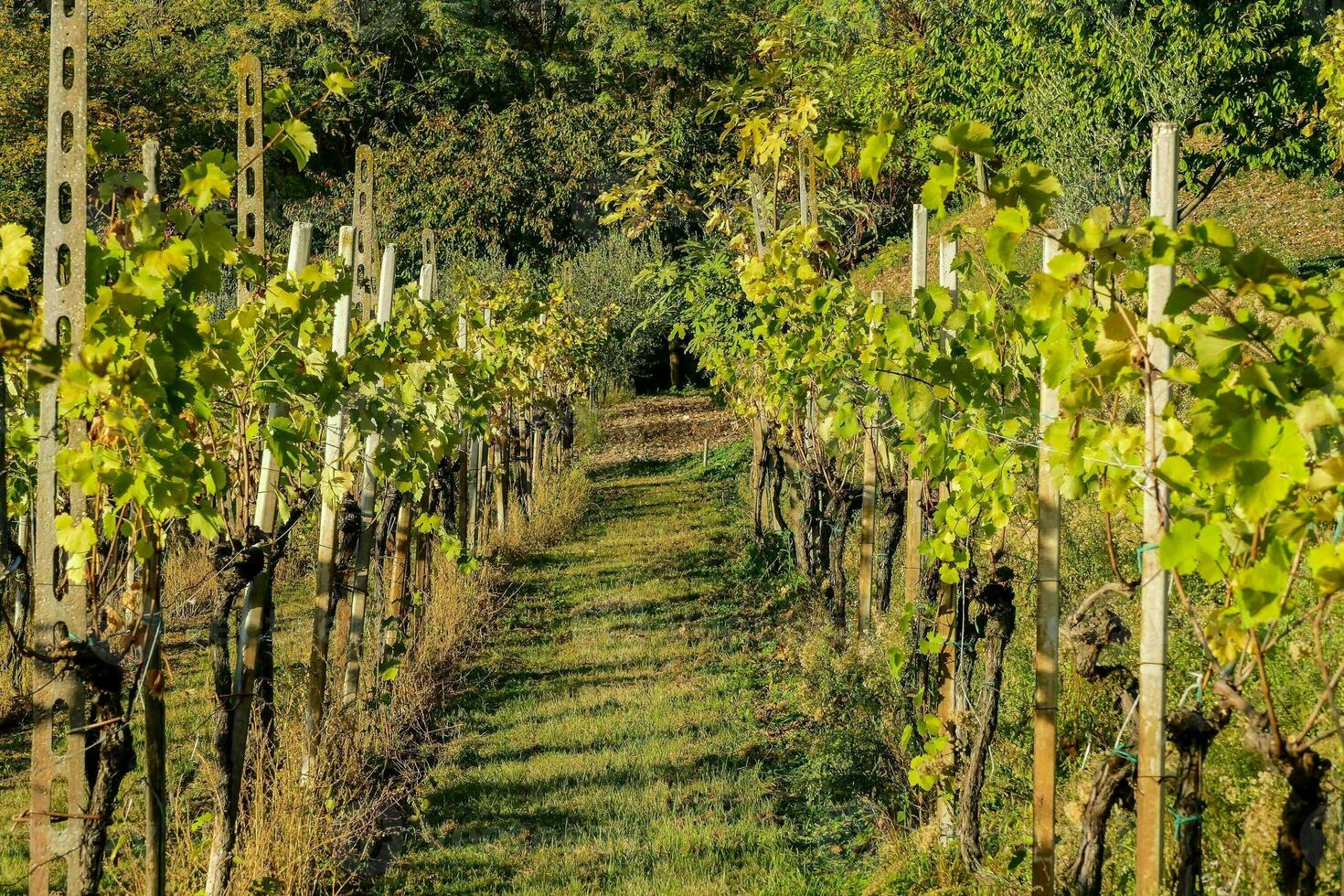 un filas de viñedo con de vides y arboles foto