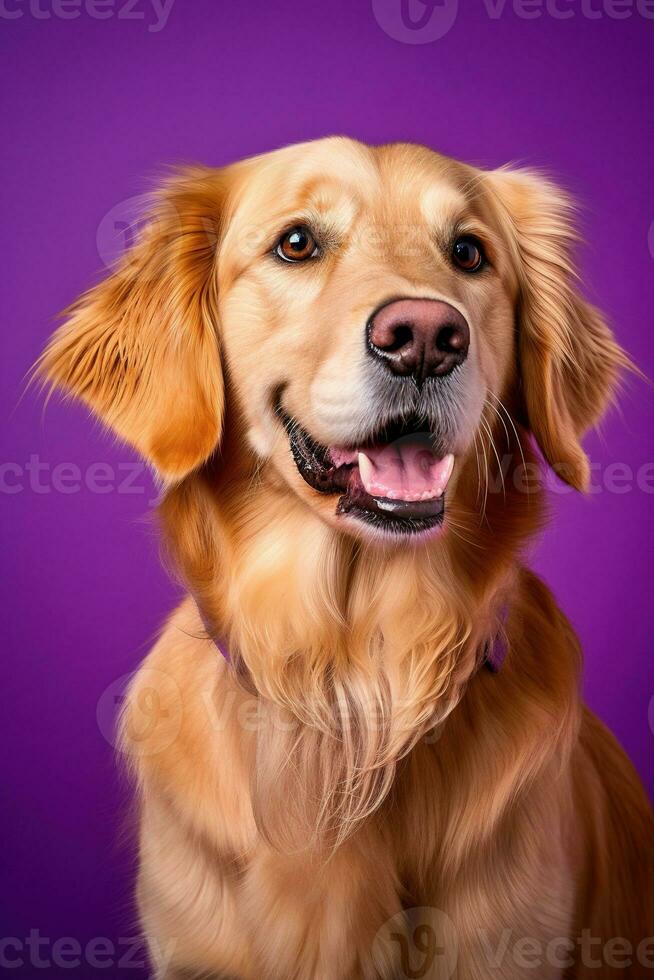 ai generado un de cerca retrato de un dorado perdiguero perrito en un púrpura antecedentes foto