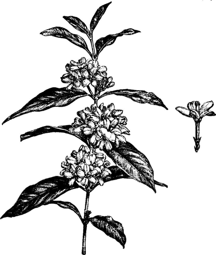 Flowering Branch and Detached Single Flower of Mitrostigma Axillare vintage illustration. vector