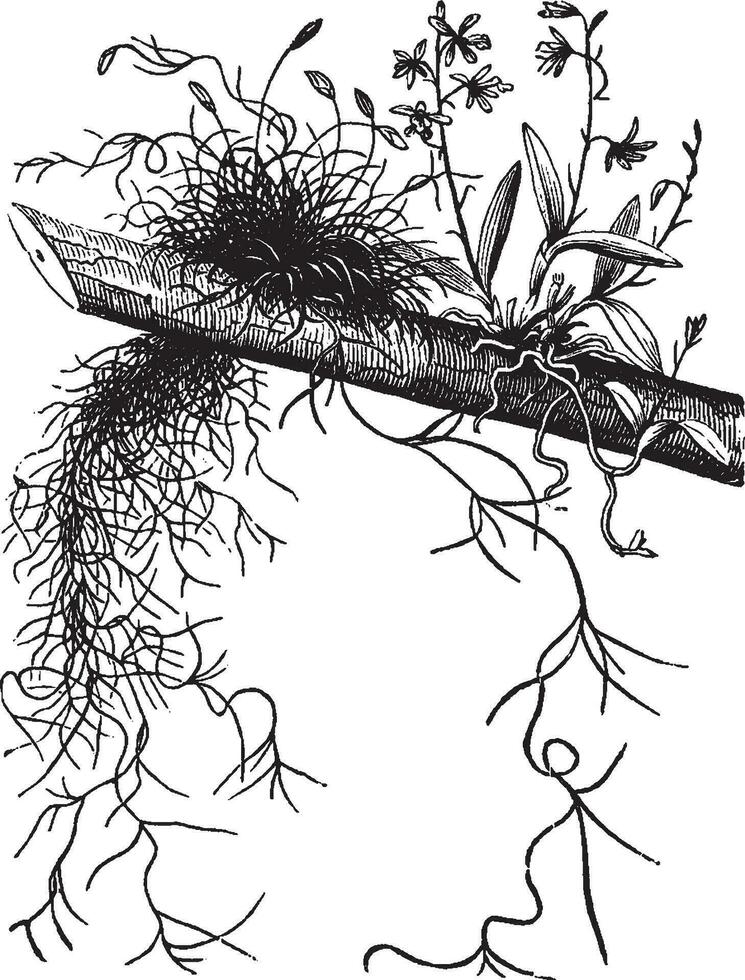 Epiphytes of Florida and Georgia vintage illustration. vector