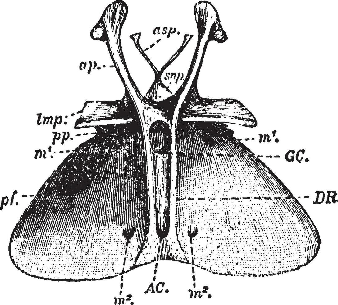 entoesternón, ilustración vintage. vector