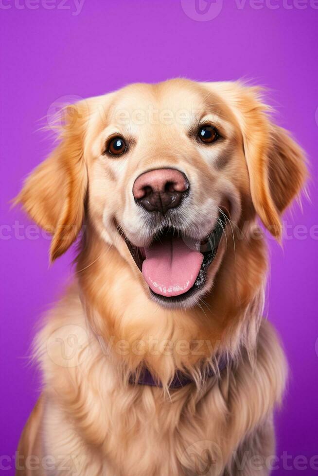 ai generado un de cerca retrato de un dorado perdiguero perrito en un púrpura antecedentes foto