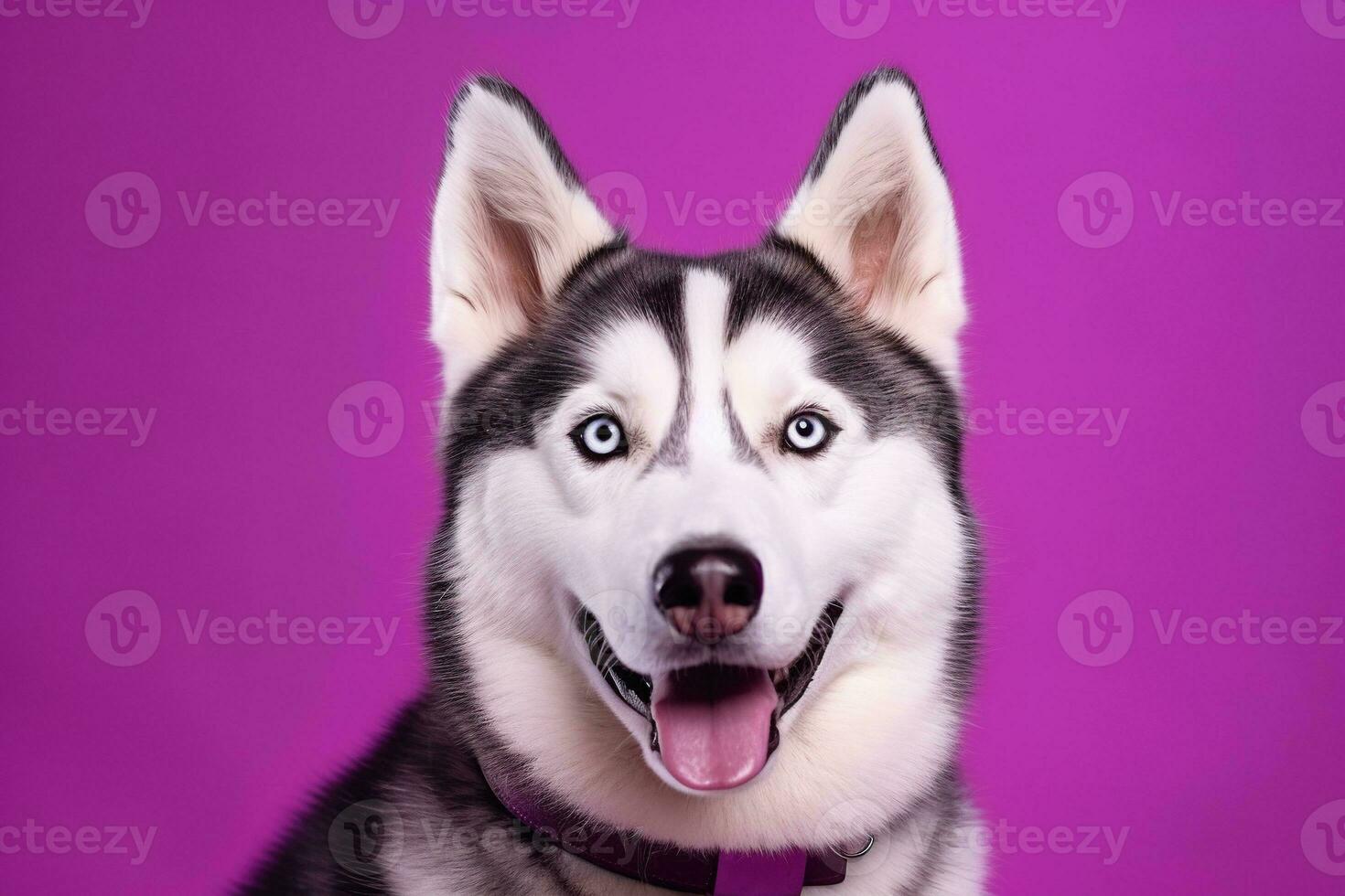 AI generated A close-up portrait of a husky dog with blue eyes and a purple background photo