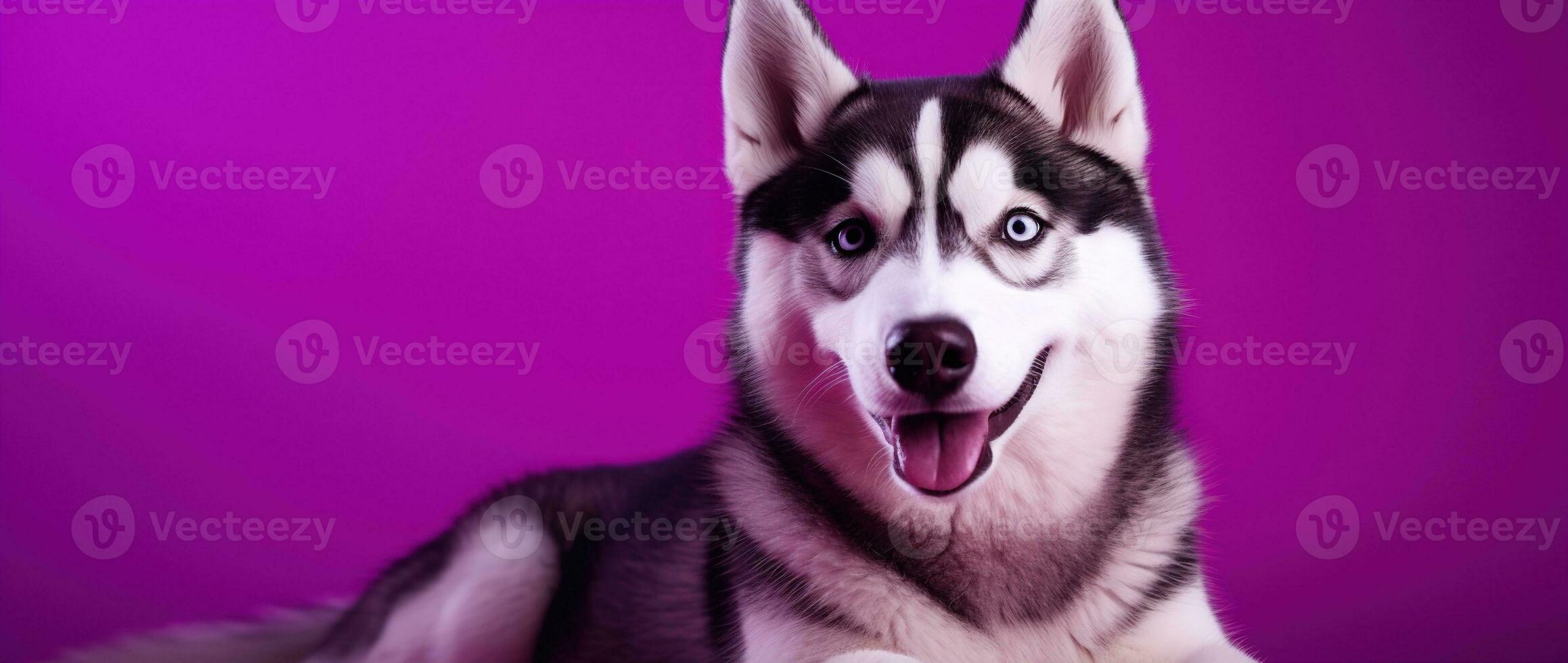 AI generated A close-up portrait of a husky dog with blue eyes and a purple background photo