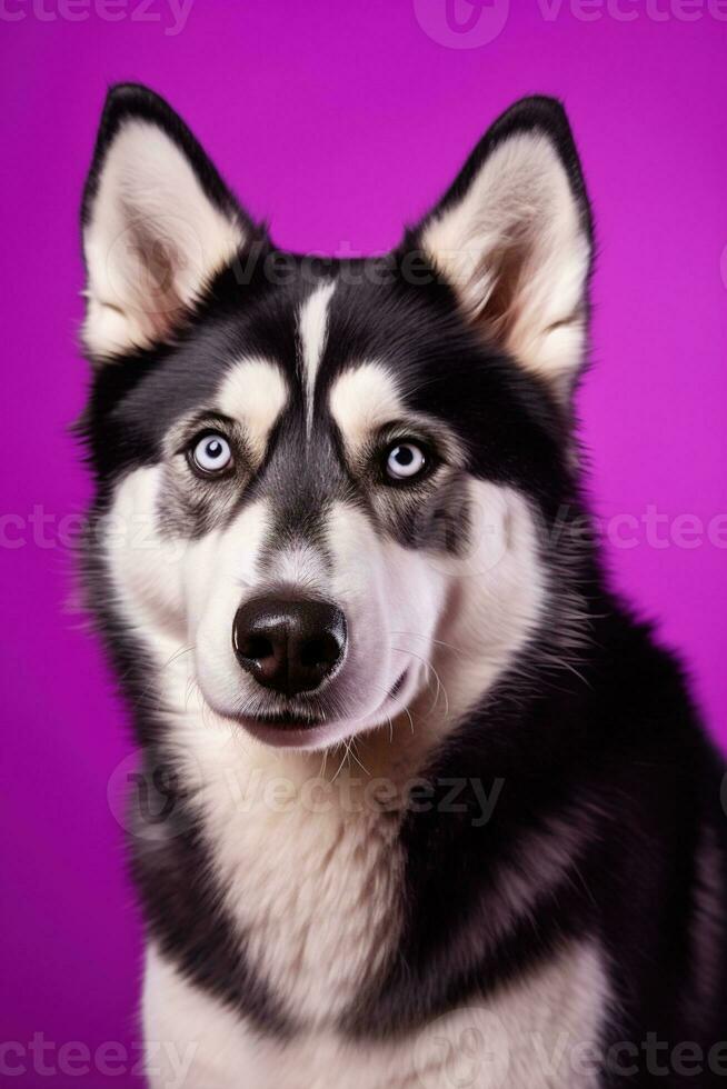 ai generado un de cerca retrato de un fornido perro con azul ojos y un púrpura antecedentes foto