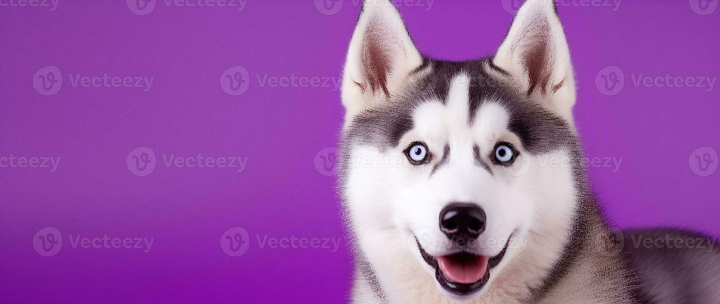 AI generated A close-up portrait of a husky dog with blue eyes and a purple background photo