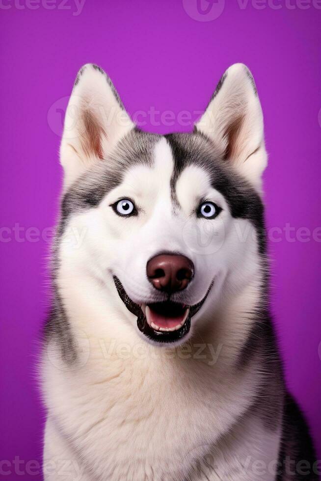 ai generado un de cerca retrato de un fornido perro con azul ojos y un púrpura antecedentes foto