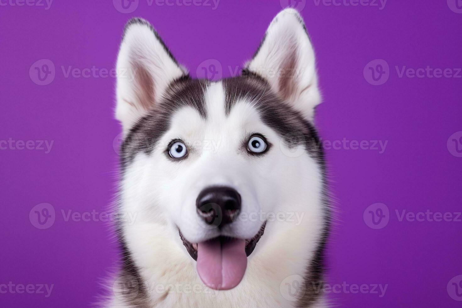 AI generated A close-up portrait of a husky dog with blue eyes and a purple background photo