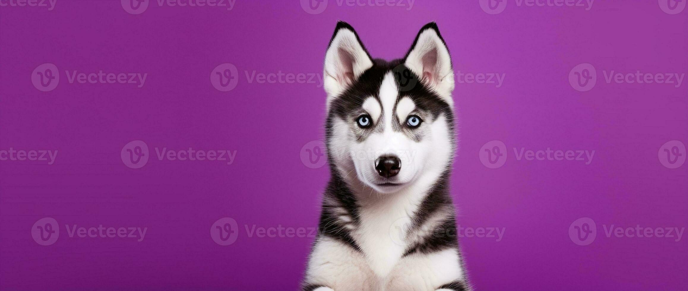 AI generated A close-up portrait of a husky dog with blue eyes and a purple background photo