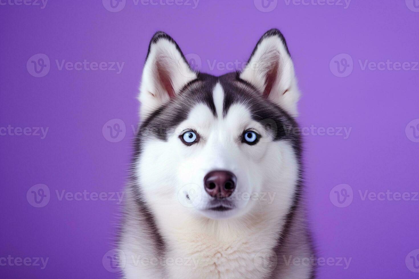 ai generado un de cerca retrato de un fornido perro con azul ojos y un púrpura antecedentes foto