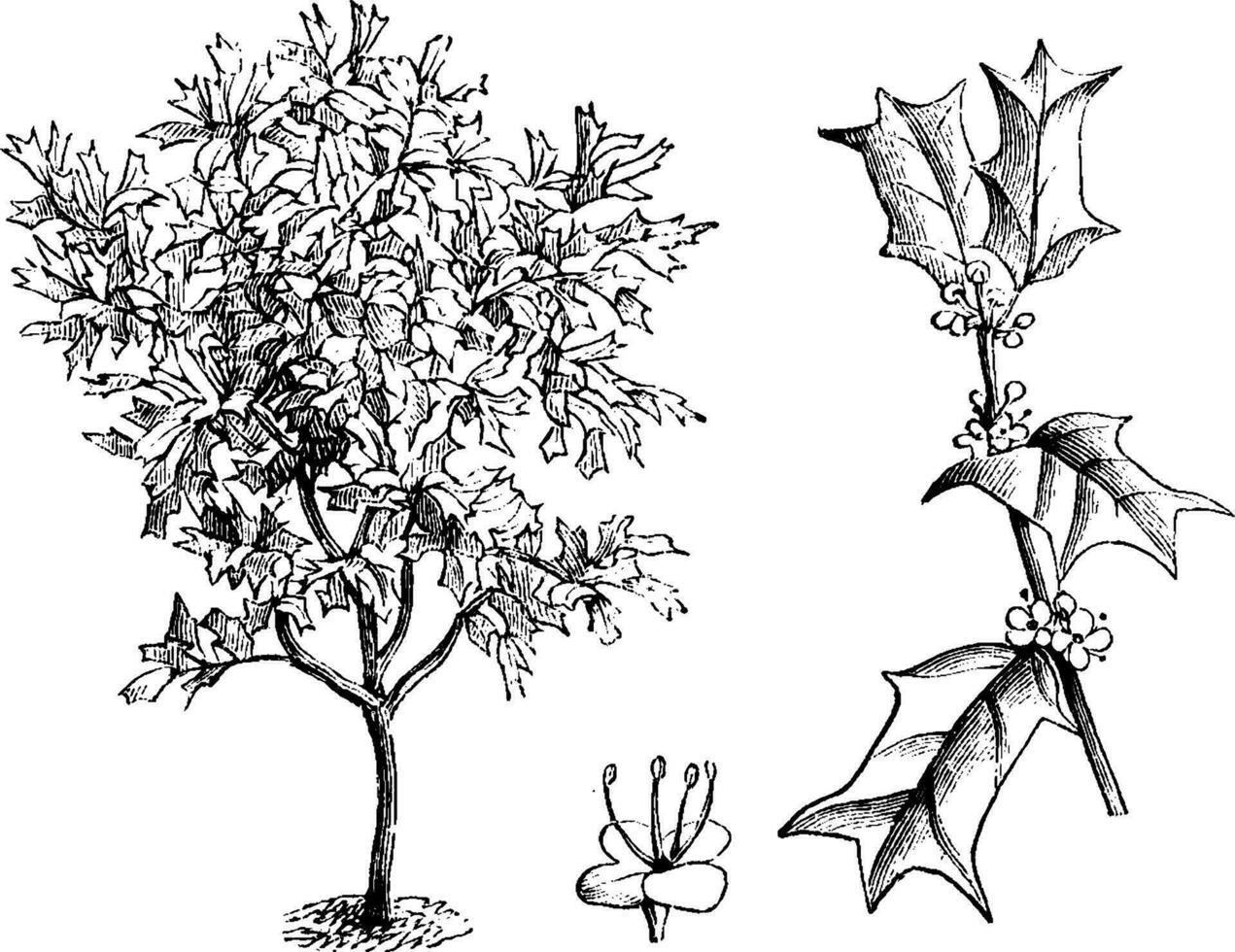 Habit, Flowering Branch, and Flower of Ilex Cornuta vintage illustration. vector