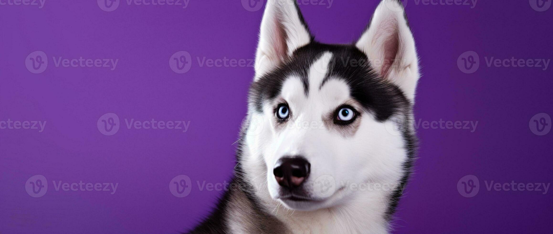 AI generated A close-up portrait of a husky dog with blue eyes and a purple background photo