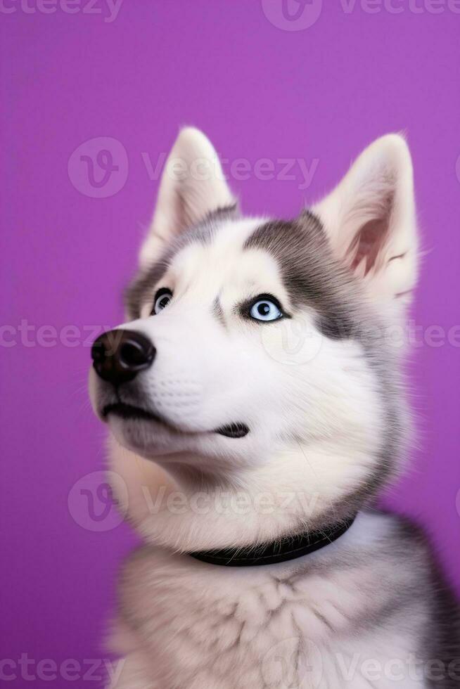 AI generated A close-up portrait of a husky dog with blue eyes and a purple background photo