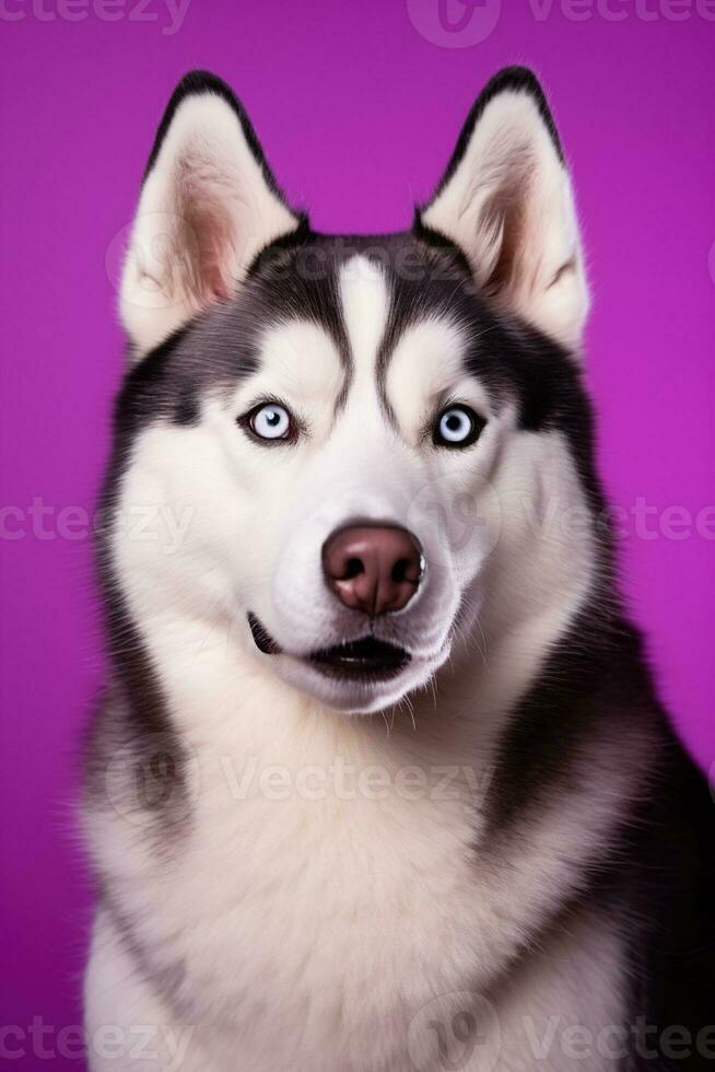 ai generado un de cerca retrato de un fornido perro con azul ojos y un púrpura antecedentes foto