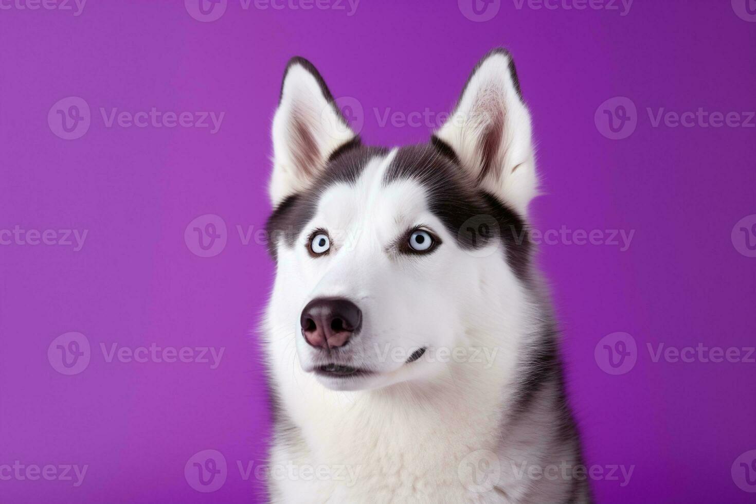 AI generated A close-up portrait of a husky dog with blue eyes and a purple background photo