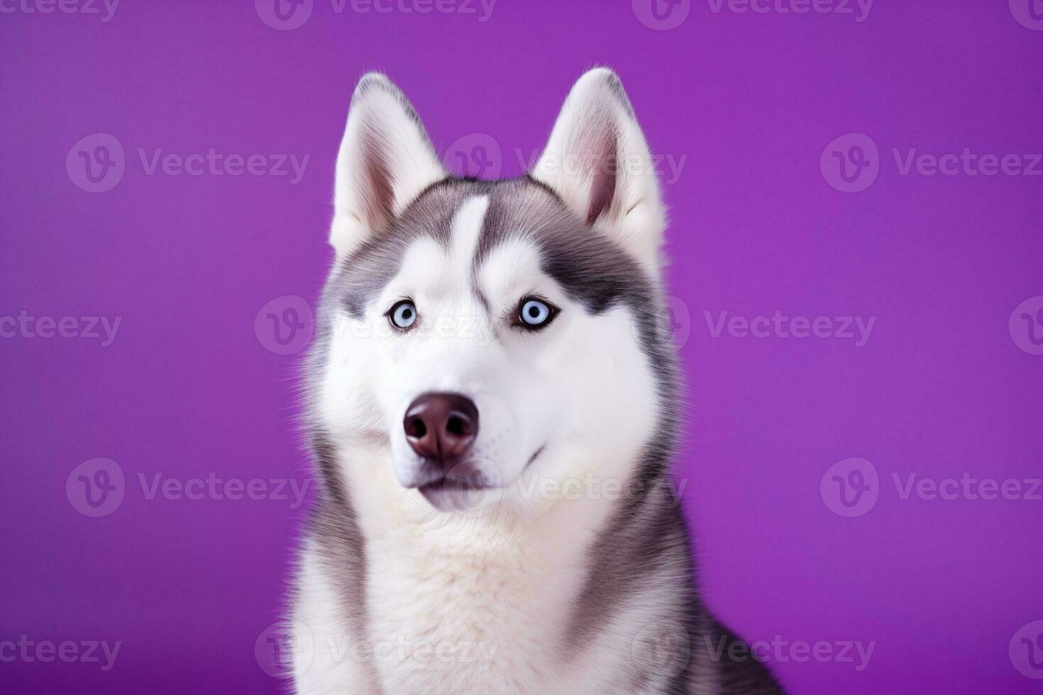 ai generado un de cerca retrato de un fornido perro con azul ojos y un púrpura antecedentes foto