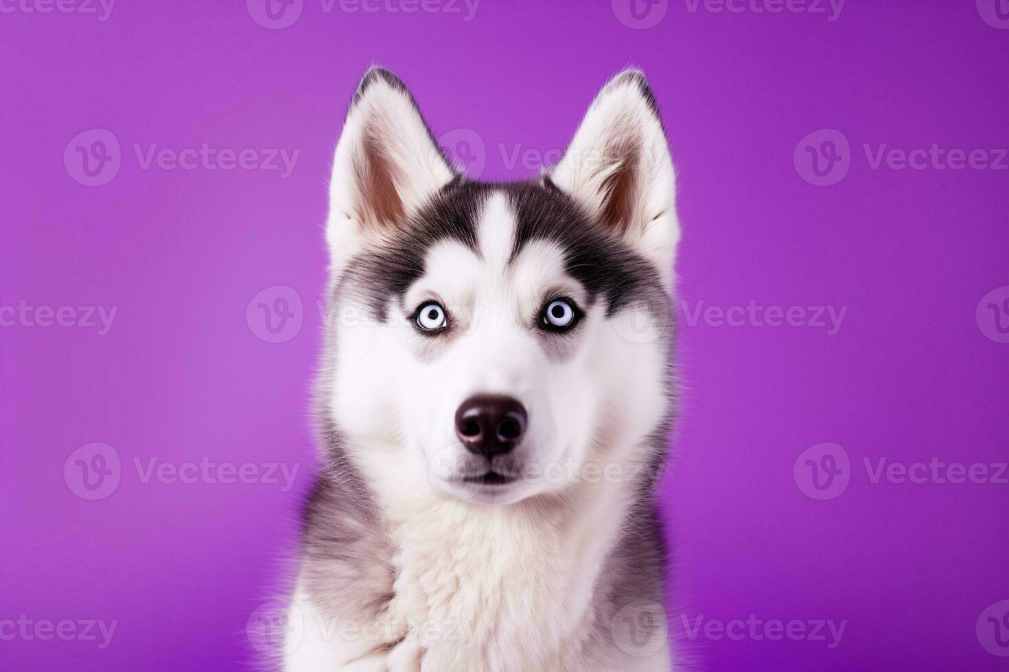 ai generado un de cerca retrato de un fornido perro con azul ojos y un púrpura antecedentes foto