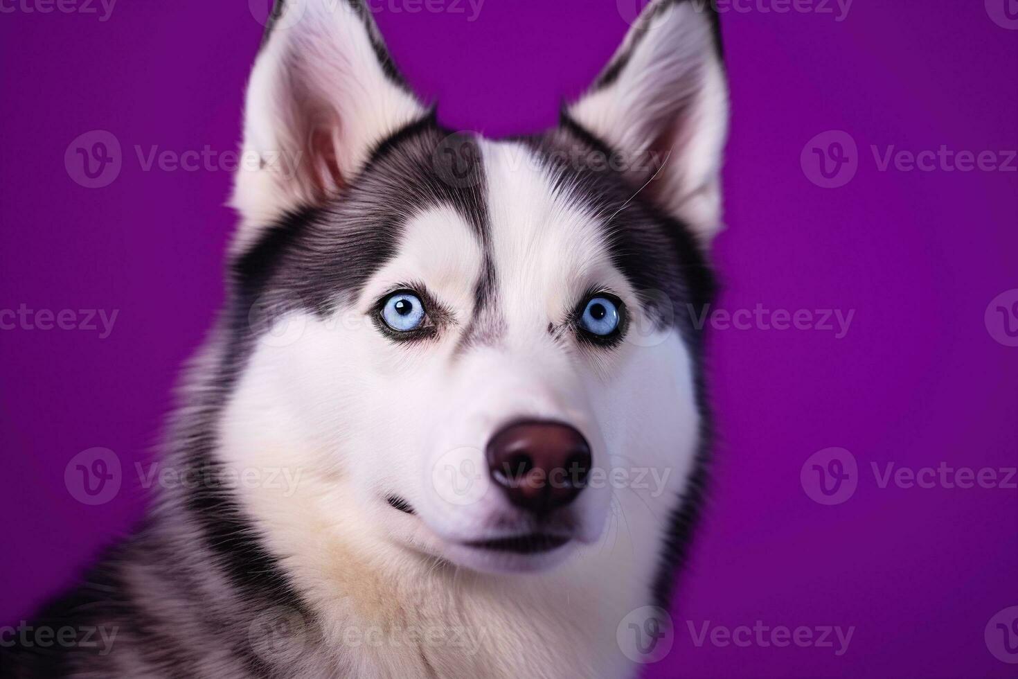 ai generado un de cerca retrato de un fornido perro con azul ojos y un púrpura antecedentes foto