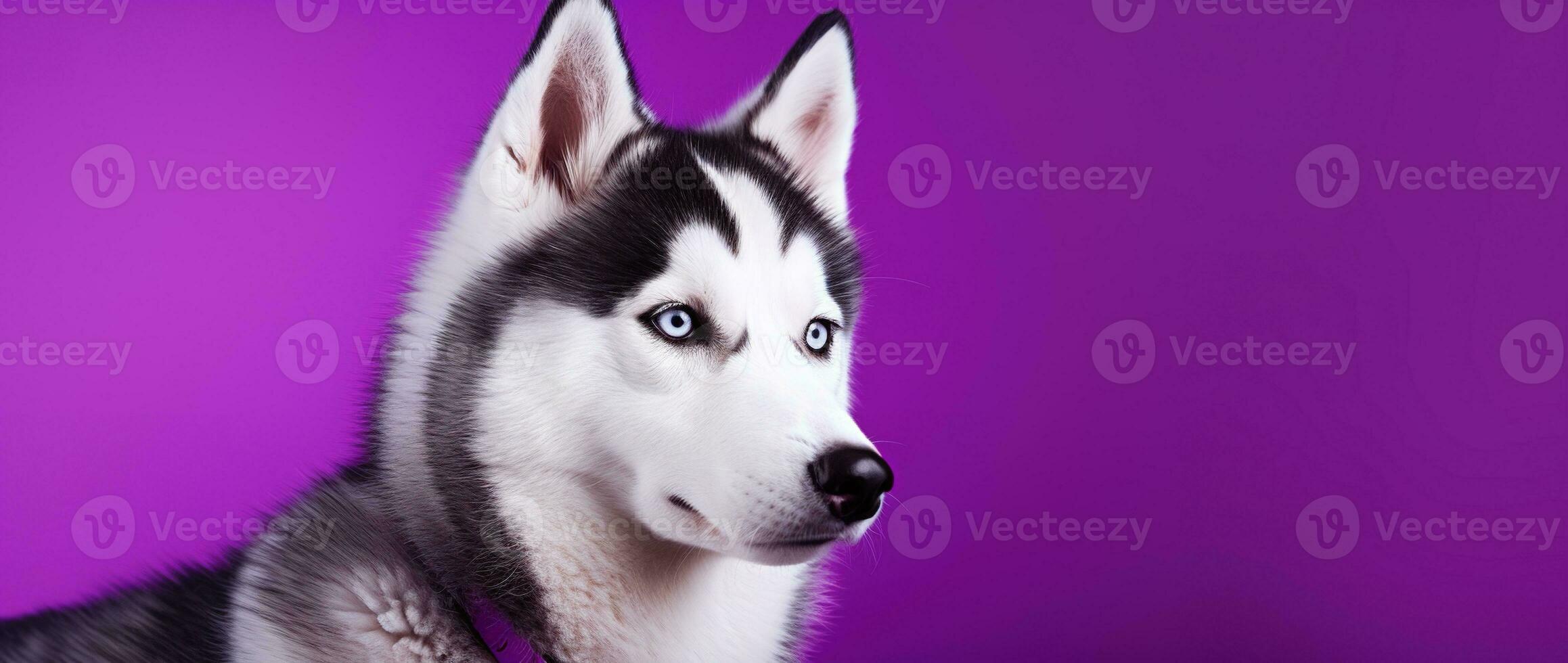 AI generated A close-up portrait of a husky dog with blue eyes and a purple background photo