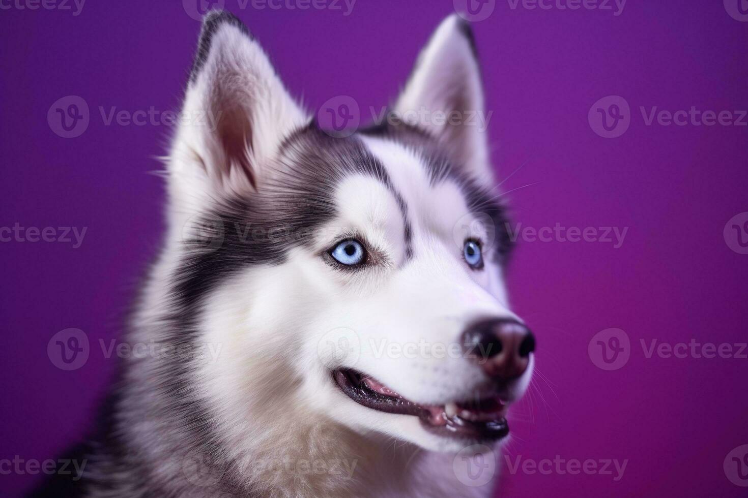 AI generated A close-up portrait of a husky dog with blue eyes and a purple background photo