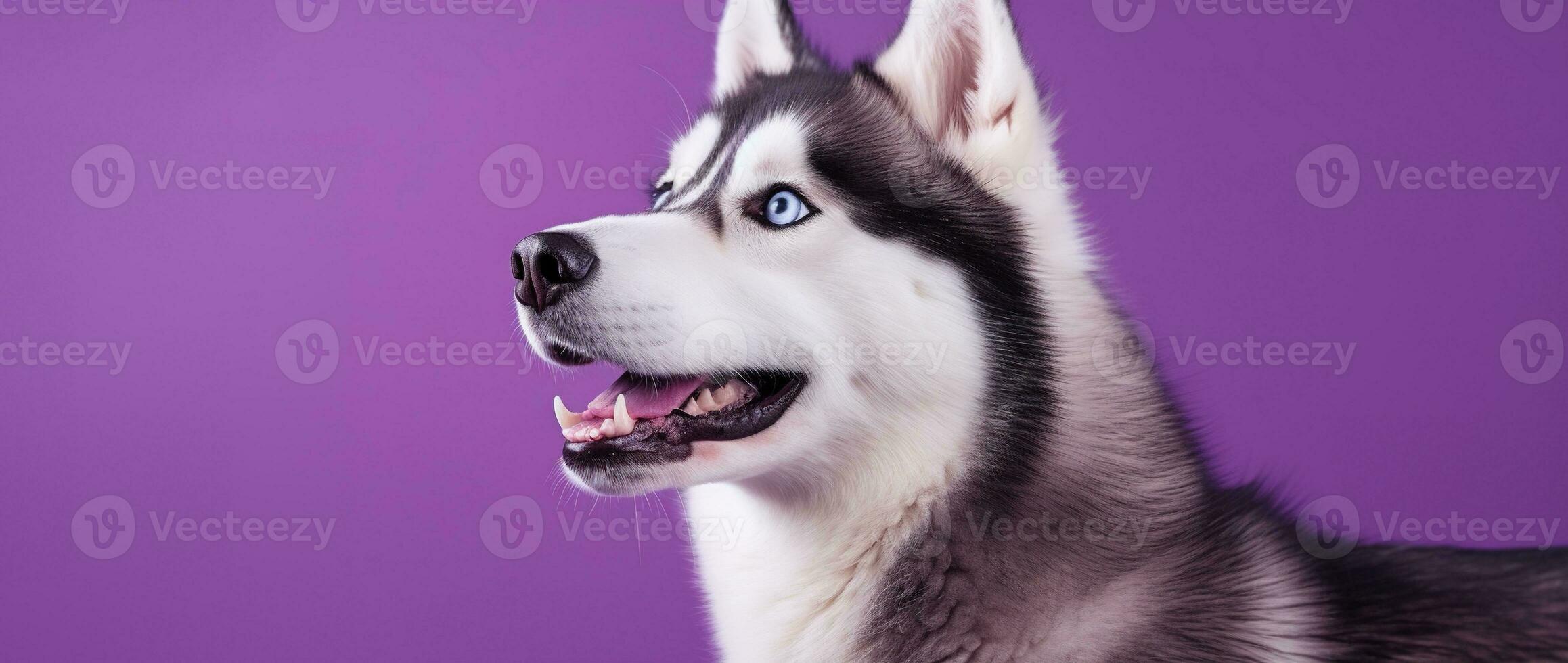 AI generated A close-up portrait of a husky dog with blue eyes and a purple background photo
